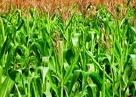 Projections for U.S. Agriculture